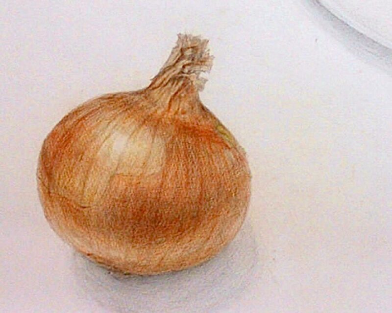 色鉛筆で描いたたまねぎ